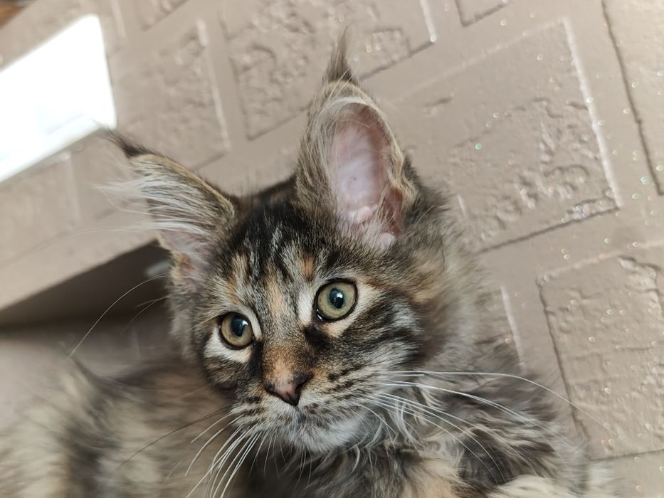 Dziewczynka Maine Coon
