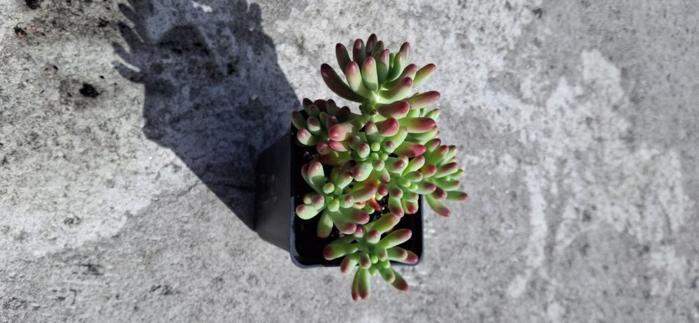 Suculentas e Cactos (variedades)