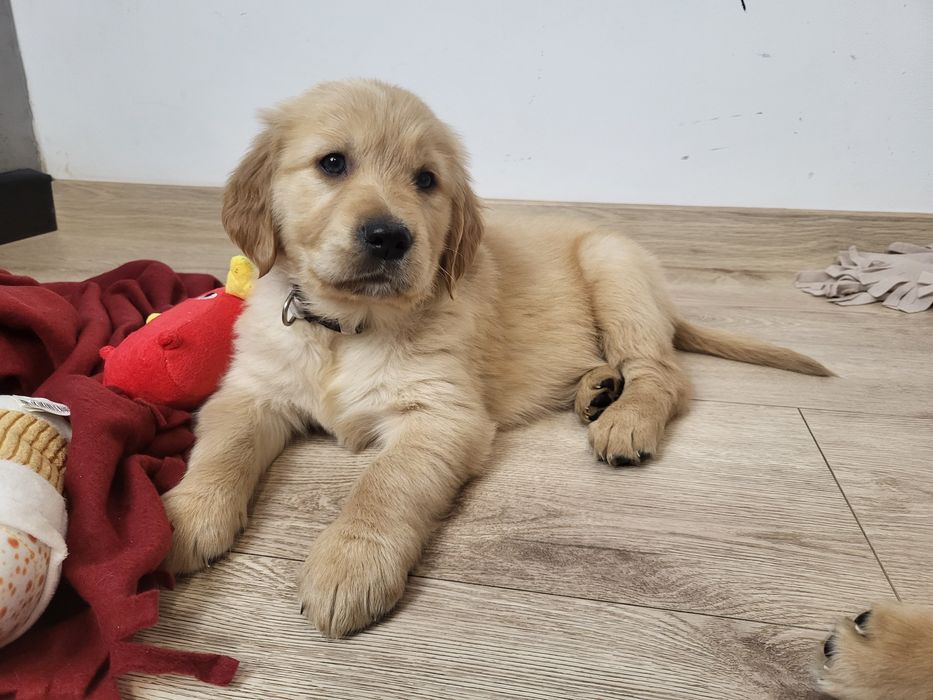 Samiec Golden Retriever gotowy do odbioru