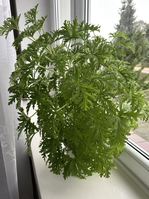 Kwiat geranium, anginka, pelargonia pachnąca