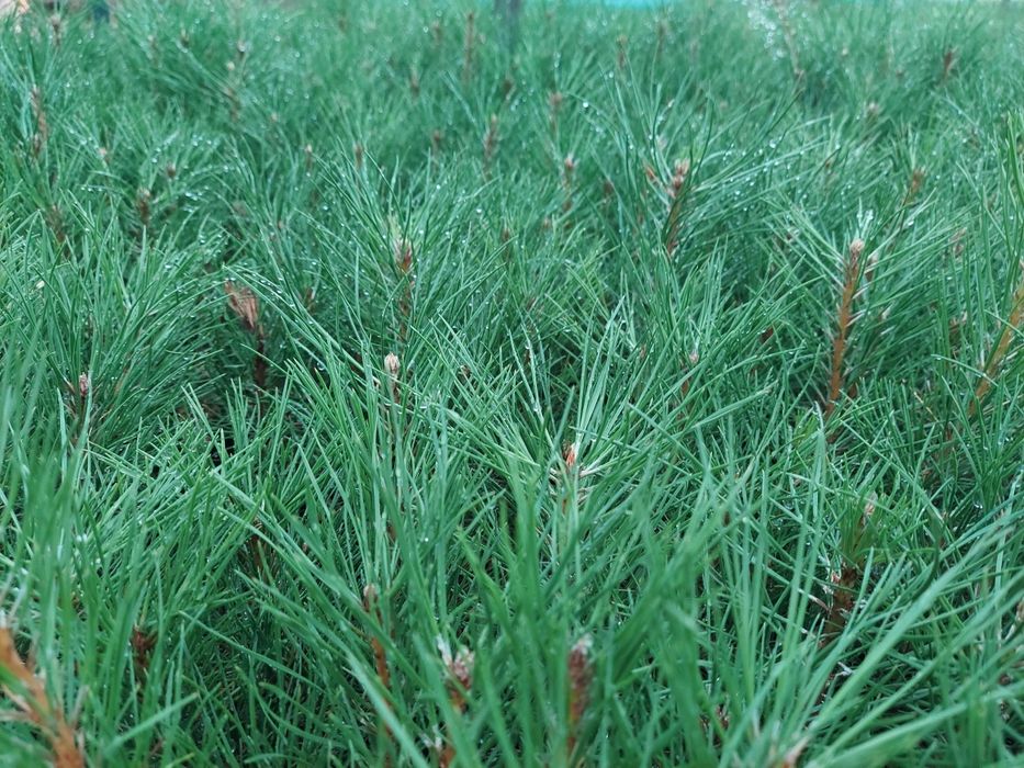 Саджанці Ялина, Сосна, Модрина