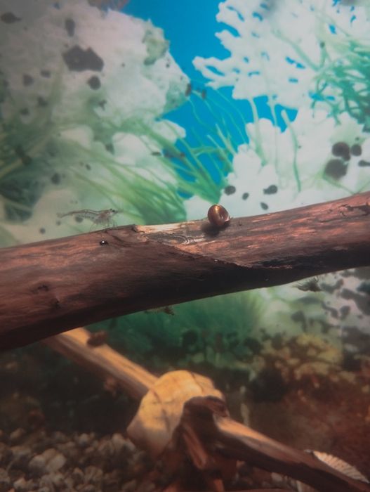 Продам акваріумні равлики