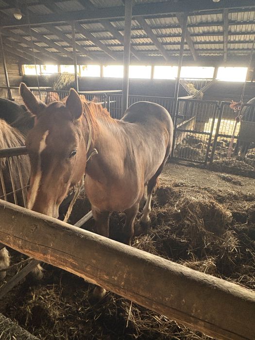 Sprzedam Ogier lekki