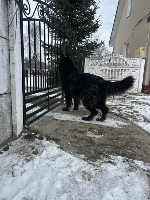 Вівчур для звʼязки