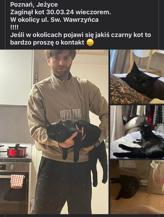 Zaginął czarny kot Jeżyce