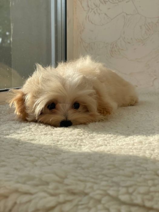 Мальтіпу ф1