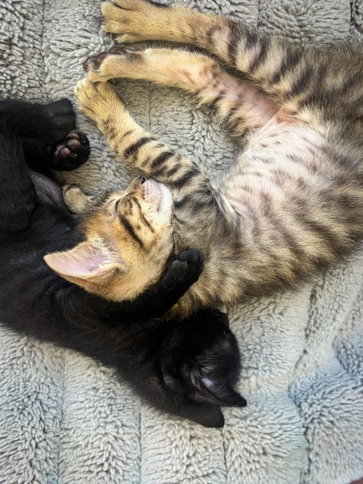 Duas gatas bebes para adoção conjunta