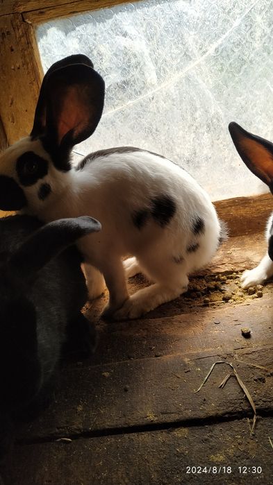 Німецький строкач.Можливий обмін на зерно.