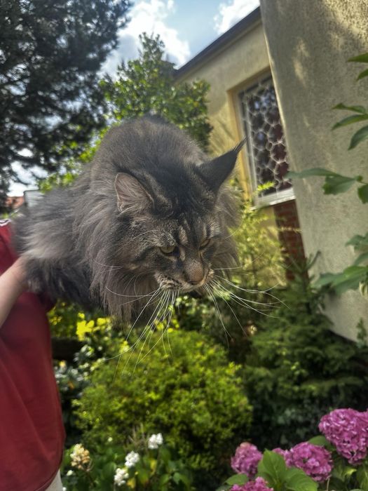 Kot do krycia Maine Coon