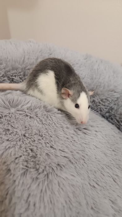 Декоративні Пацюки (щурики)