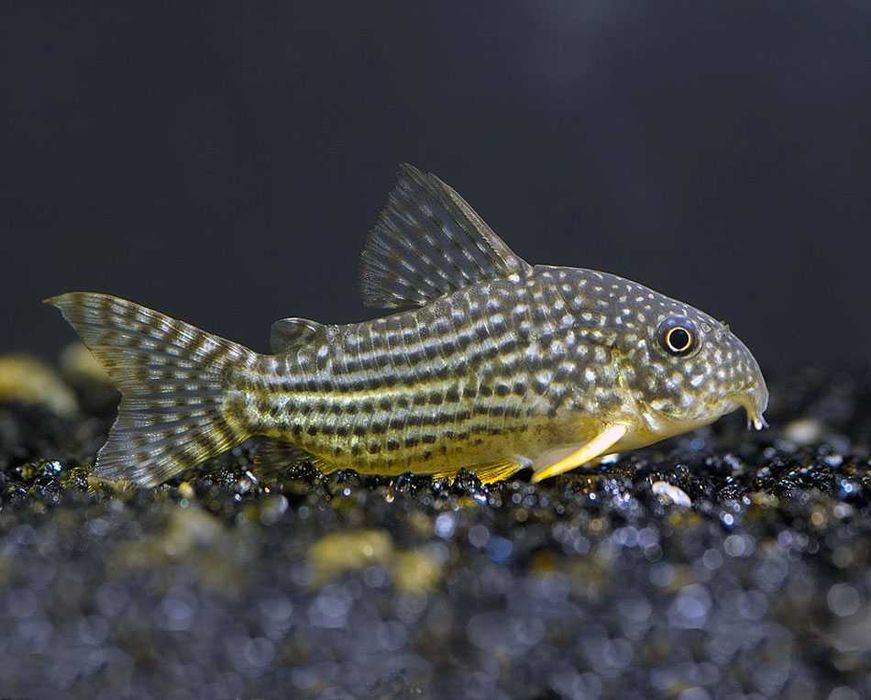 GB Kirys Sterby, Kirysek Sterby - dowóz ryb!