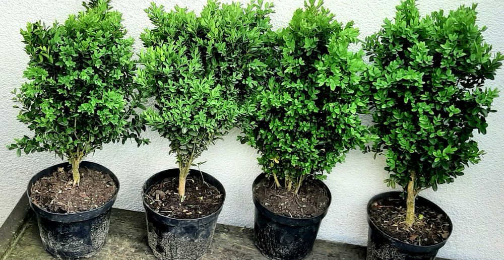 BONSAI Bukszpan drobnolistny na pniu, drzewko 40 cm