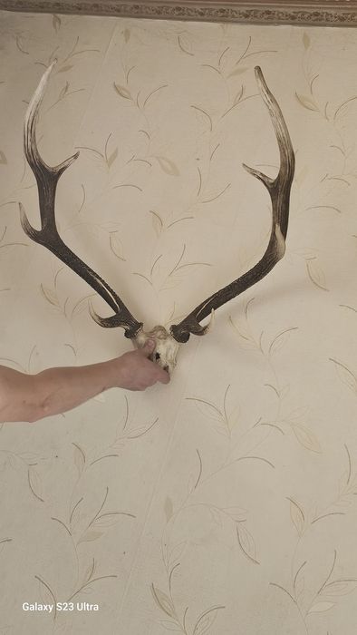 Рога оленя в хорошому стані
