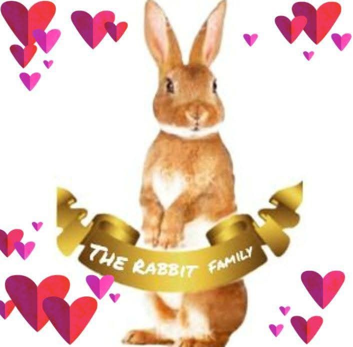 Entrega de coelhos anões Nazaré