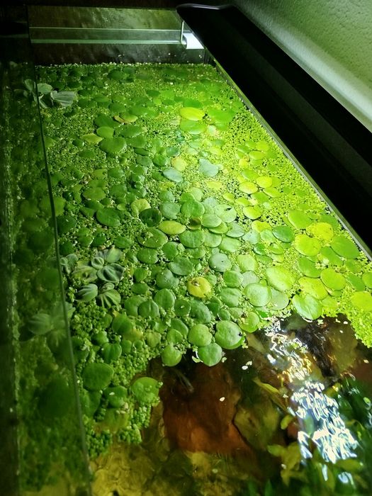 Amazon Frogbit (Planta de superfície)