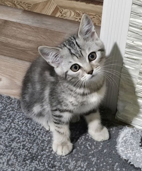 Шотландські котусики