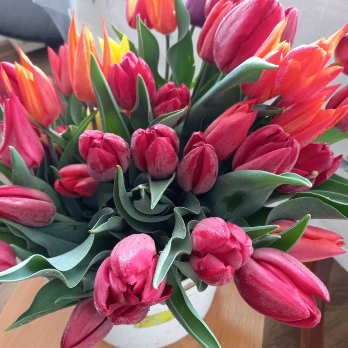 Продам тюльпани .