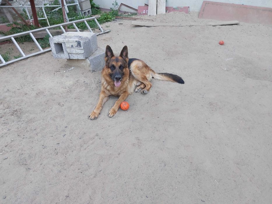 Кобель для вязки безкоштовно