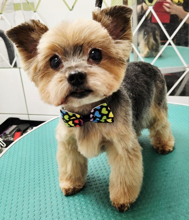 Strzyżenie psów i kotów. Groomer Częstochowa.