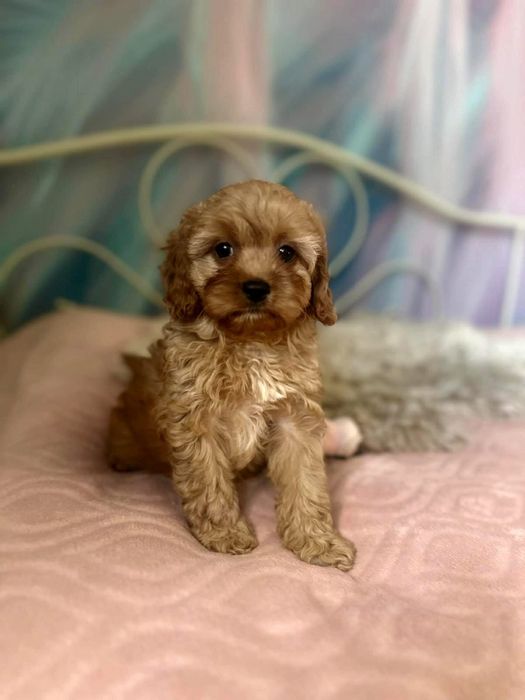 Piękna suczka Cavapoo