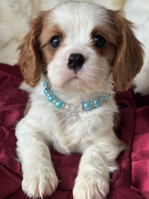 Piesek blenheim - Cavalier King Charles Spaniel