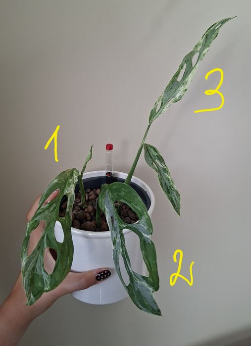 Monstera indonesian marble ukorzenione piekne sadzonki