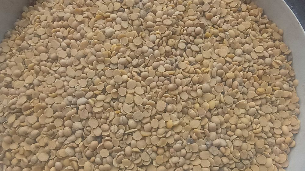 Soja paszowa, soja połówki