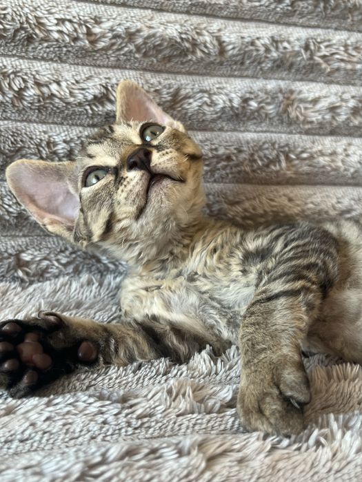 Котик Девон Рекс