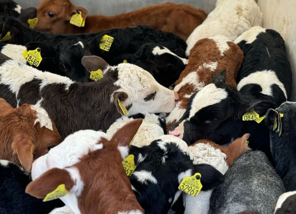 Byczki Jałówki Polskie Oleśnica