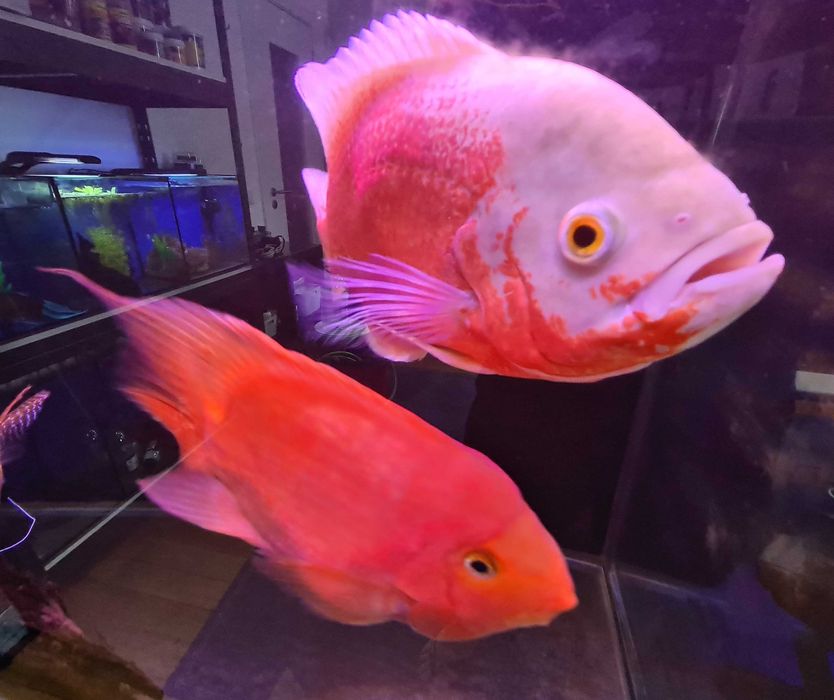 Material aquariofilia