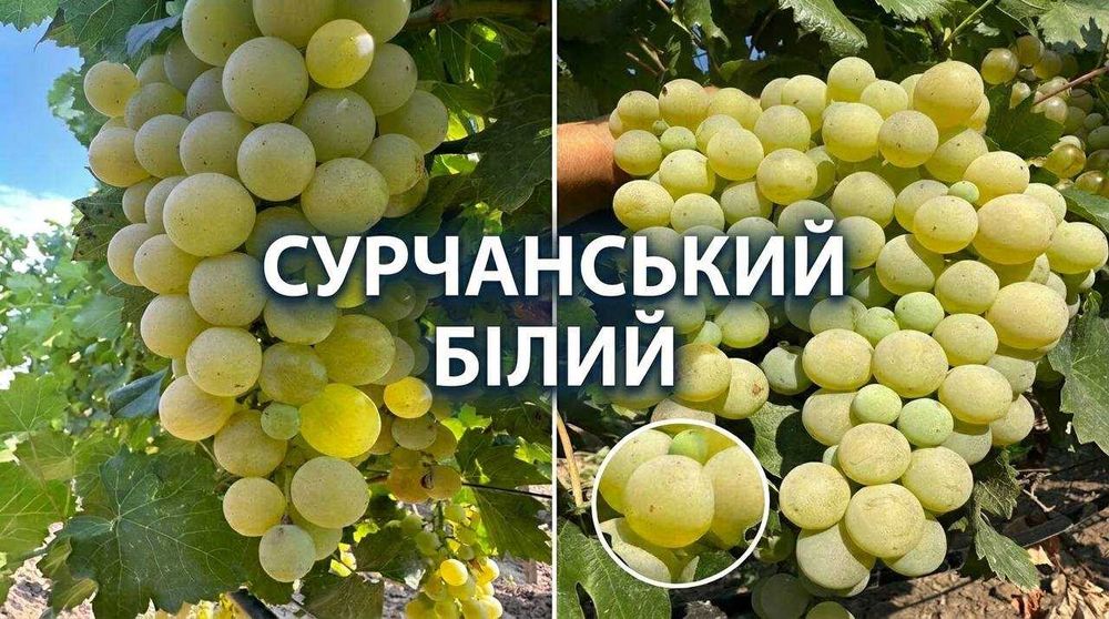 Продам виноград столовий ОПТ (Молдова, Сувенірний, Суручанский) — 35 грн/кг