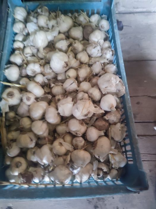 Часник Месідор продам