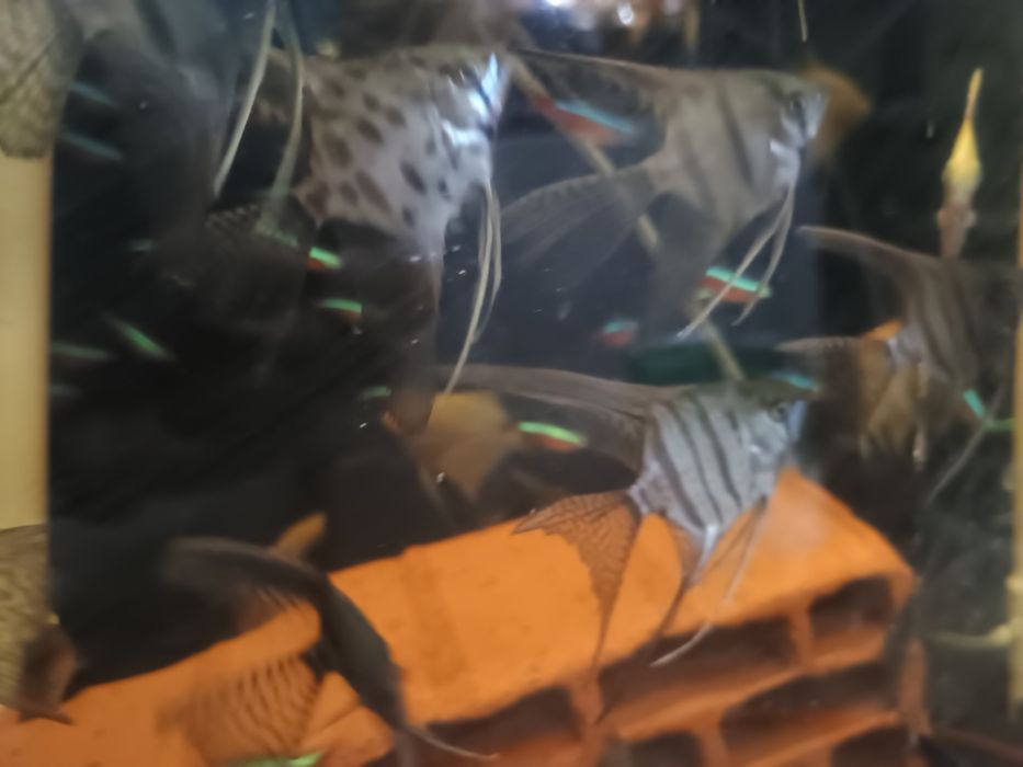 Młode skalary Pinoy zebra,  pinoy claun, koi.
