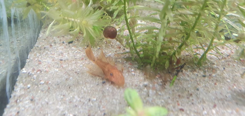 Zbrojnik Red ancistrus - glonojad