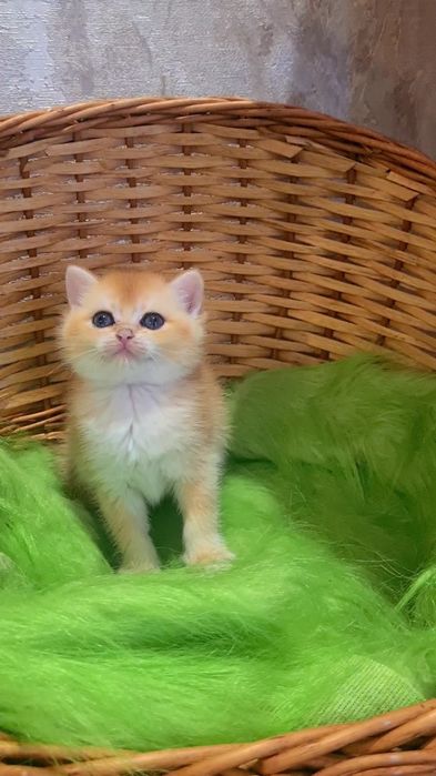 Кому такое чудо золотая шиншилла