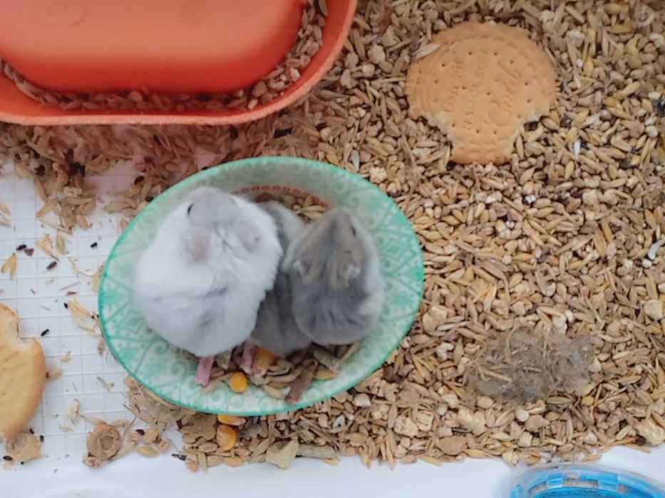 Хомячки Кременчуг