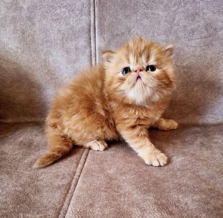 Котята персидские малыши