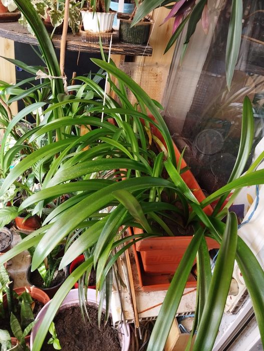 Рассада ярко красного амарилиса.