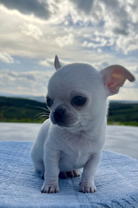 Chihuahua Macho Pelo Curto