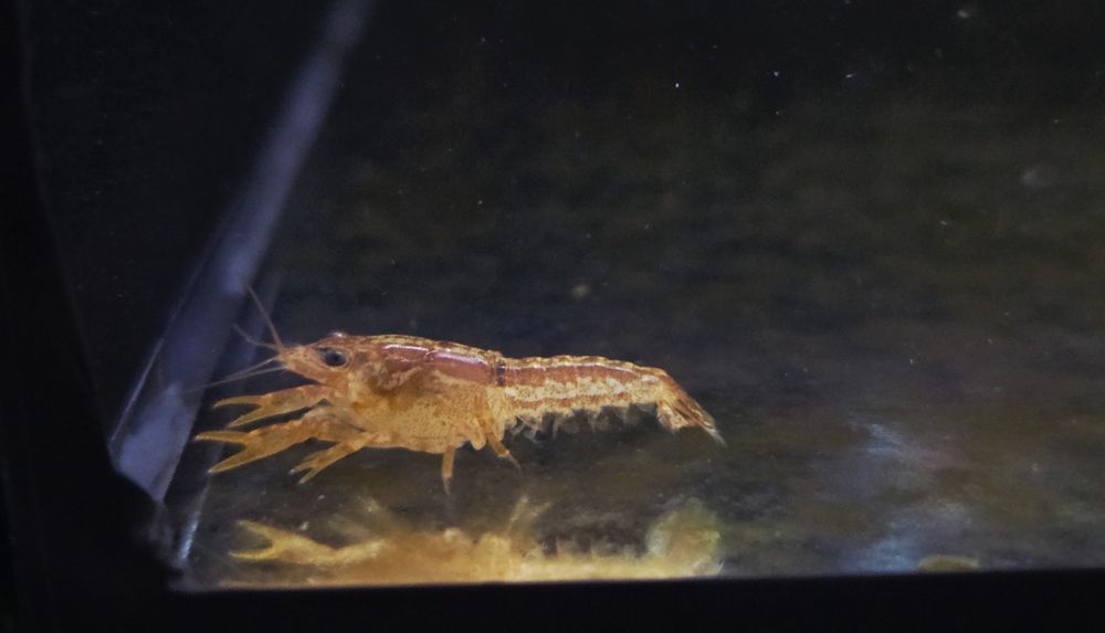 Raczek CPO  (Cambarellus patzcuarensis orange)