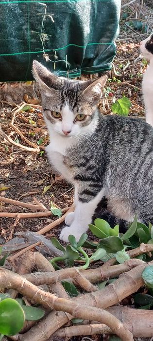 Gatinhos para adoção responsável