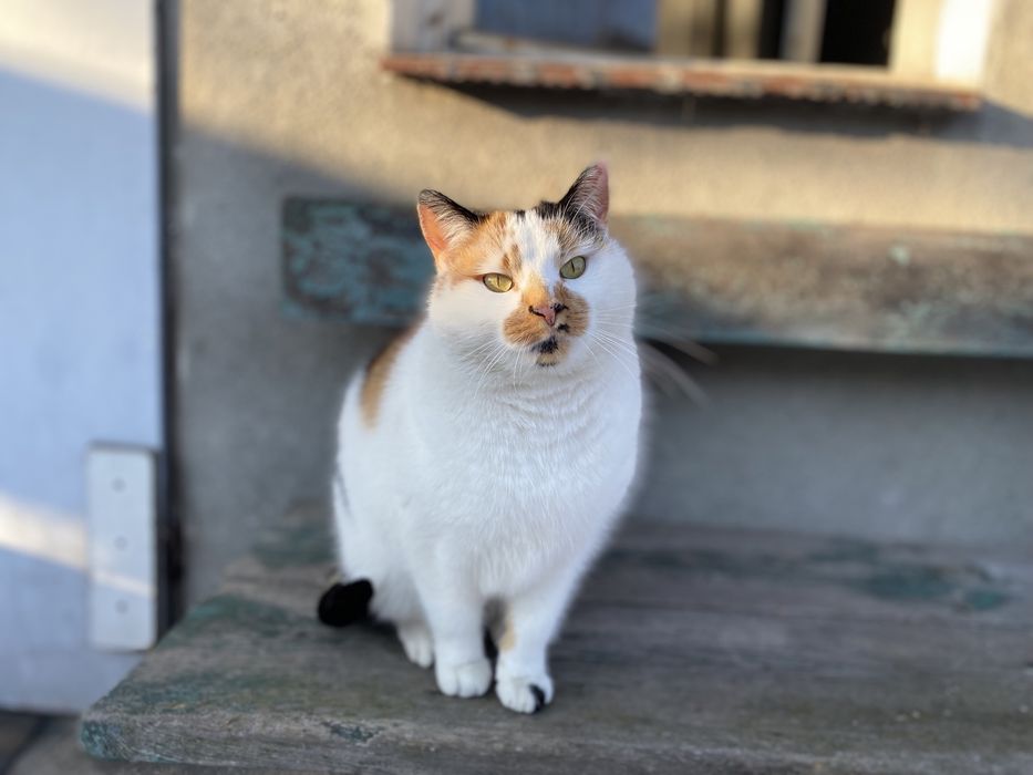 Koteczka-piękna i łagodna,niedawno miała dom a teraz marznie na mrozie