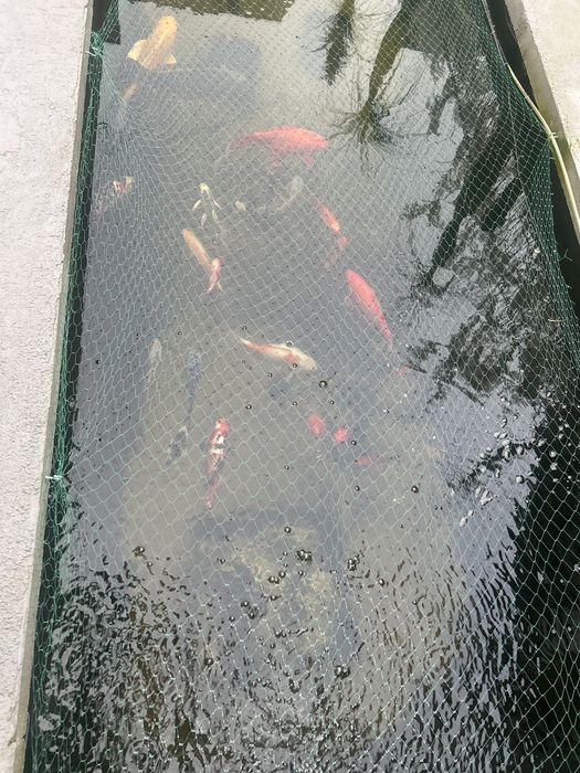 Oddam karsie ozdobne