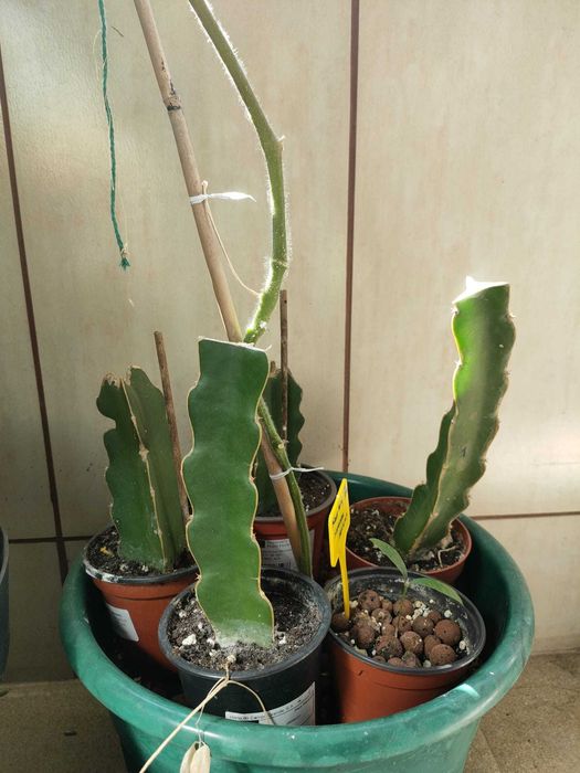 Mudas / Estacas de Cacto Pitaya / Dragon Fruit