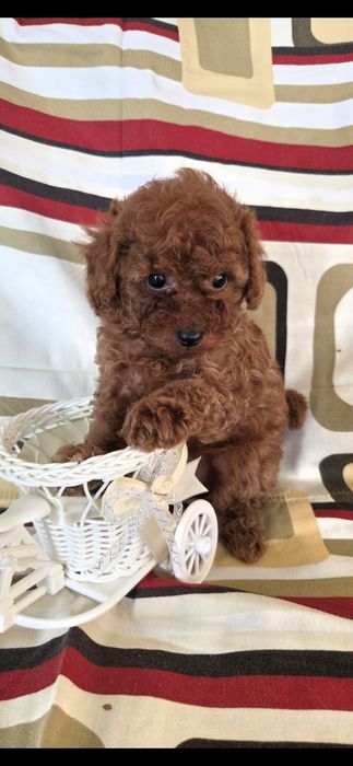 Девочка той пудель