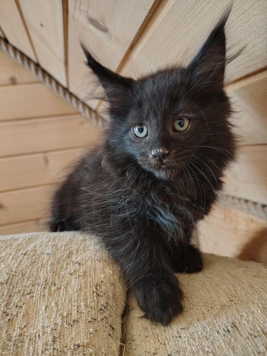 Maine coon, olbrzymi kotek, kotek, kotka Maine coon