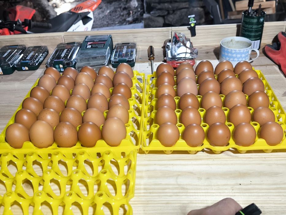 Ovos caseiros de galinhas criadas ao ar livre.