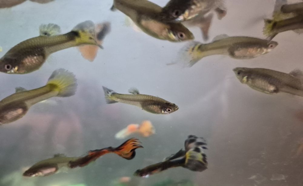 Guppies 10 casais