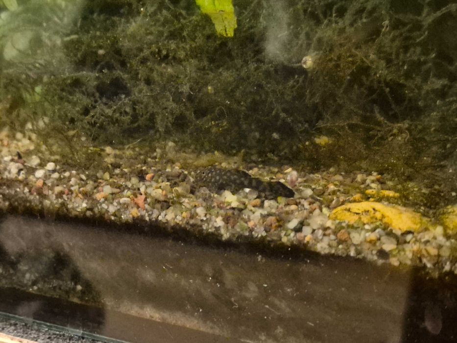 Zbroiniki z własnej hodowli