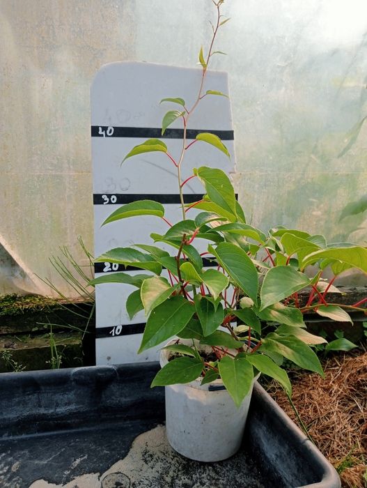 Саджанці актинідія (ківі)